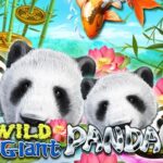 wild giant panda-เกม